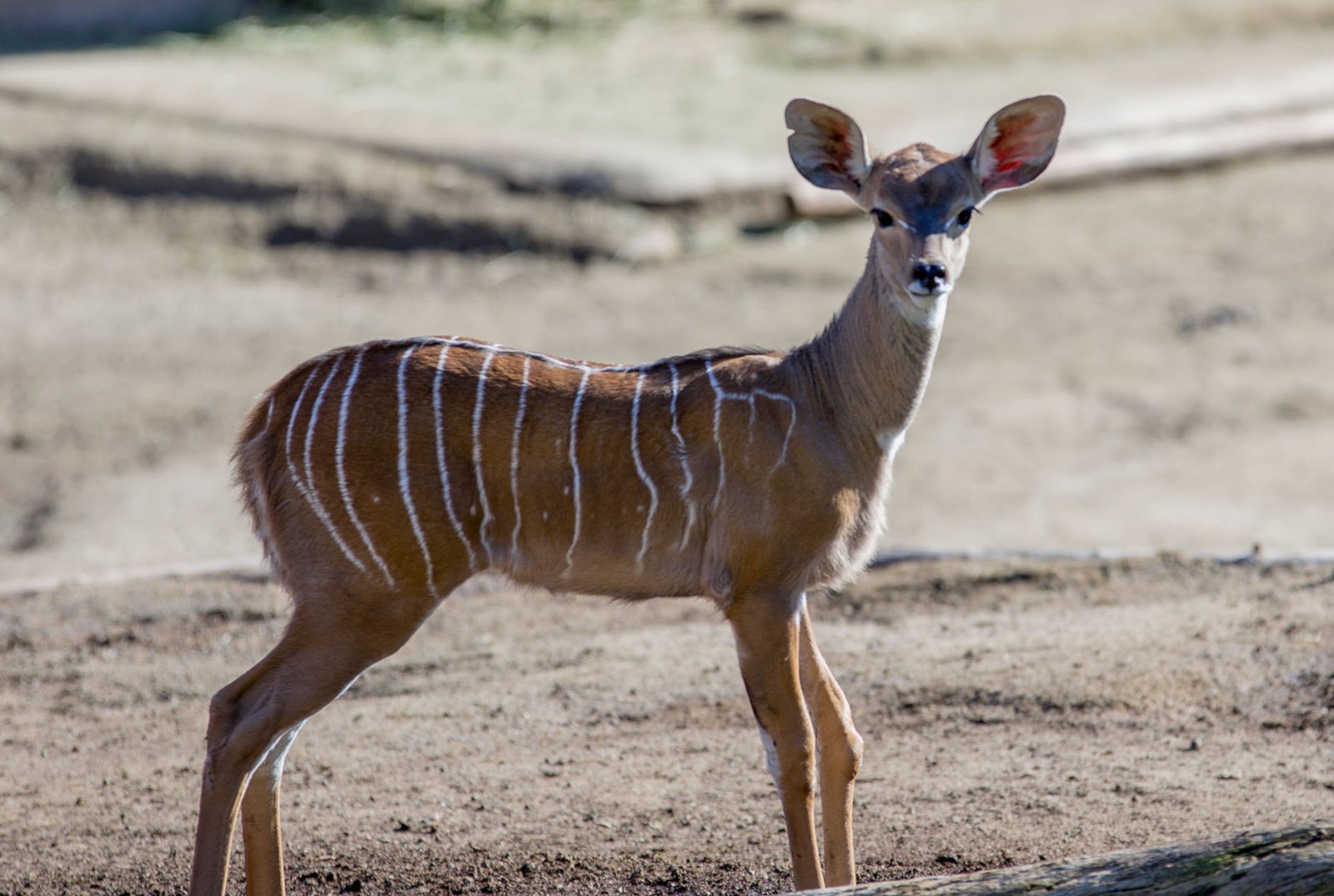 San Diego Zoo Part I 070